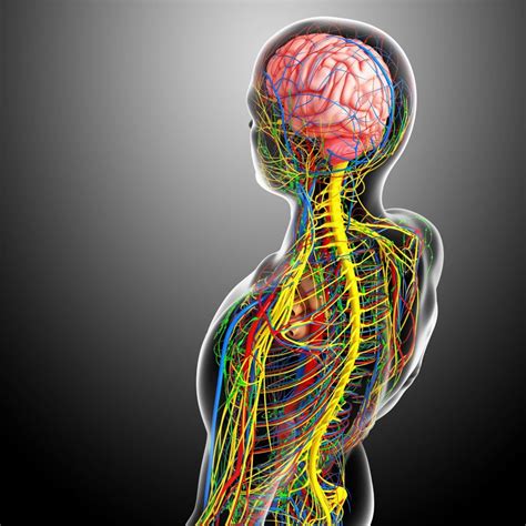 Neurobiological basis of chiropractic manipulative treatment of the spine in the care of major depression
